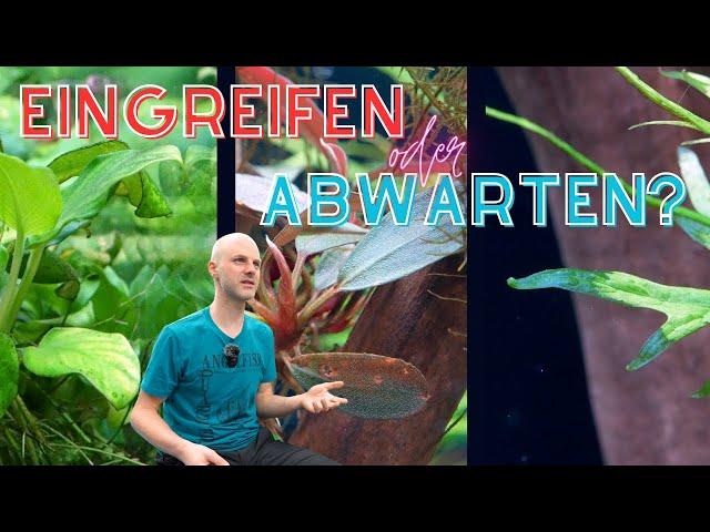 Mangelerscheinungen oder normale Eigenheiten? Aquarienpflanzen verstehen