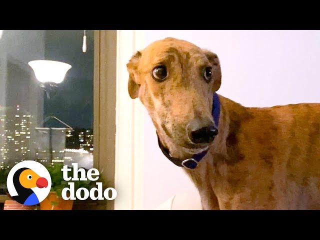 Rescued Racing Greyhound Scared Of Everything Can’t Stop Smiling Now | The Dodo