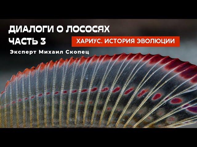 Диалоги о лососях. Часть 3. Эволюция хариуса