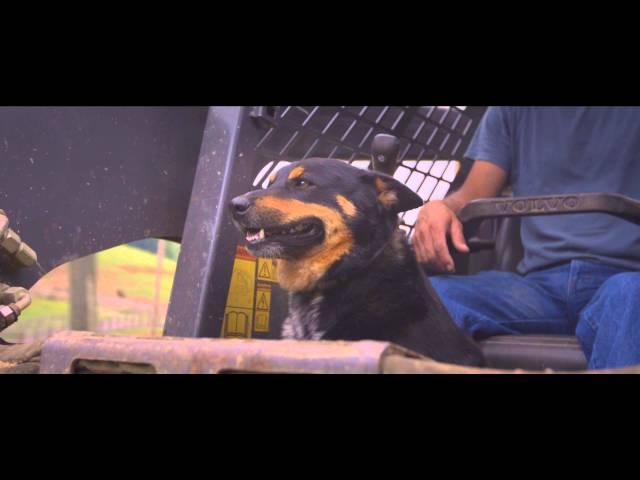 Total Feeds Canine #1