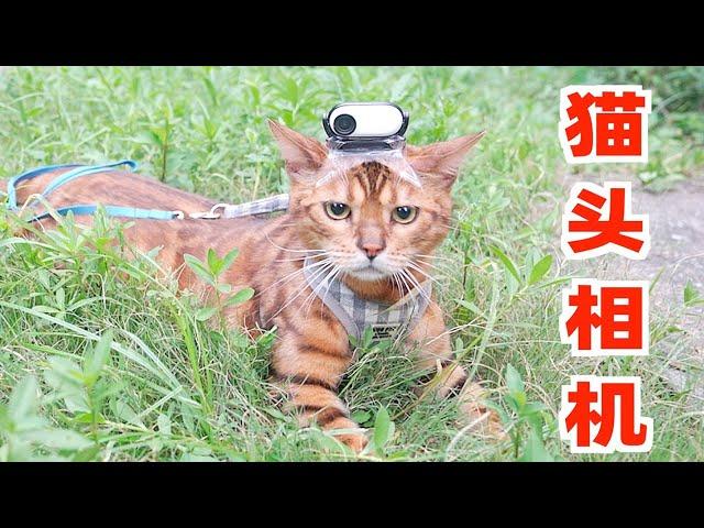 猫：拍视频，我是专业的！【蒂姆嘟嘟Tim】