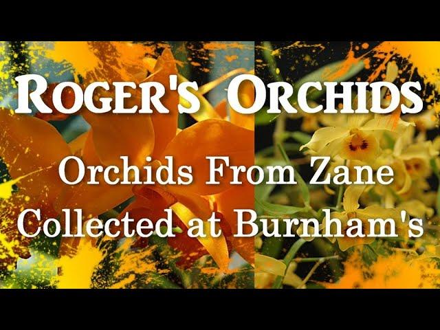 Orchids From Zane Collected at Burnham's