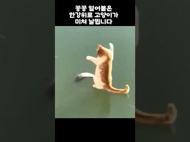 꽁꽁 얼어붙은 강에서 고양이가 깜짝놀란 이유 