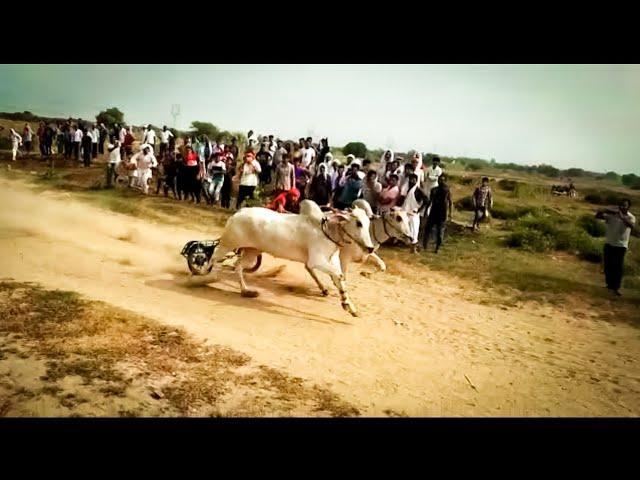 Ox Race ● Sapna ● Bull Race ● Ox Race Haryana