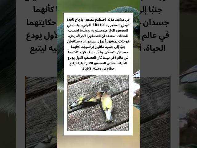 #قصص #قصص_واقعية #اكسبلور #حيوانات #عجائب #غرائب #كلاب #كلب #خيل #خيول #طبيعة #قطط #حصان #قطة #فرس