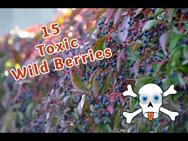 15 Toxic Berries