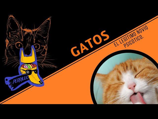 Gatos: La Oscura Verdad.| Ep 42 | CULTURA COLMILLUDA