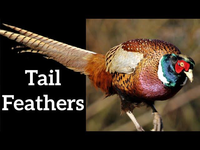 Bird Tail Feathers - Why Birds Have Tails