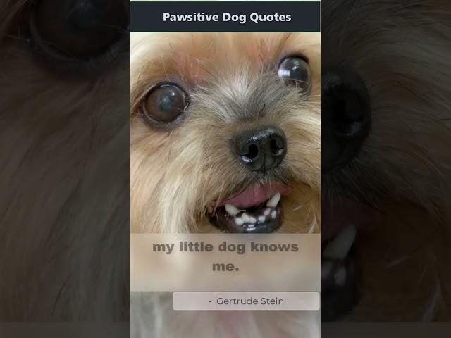 Pawsitive Dog Quotes | I am I because... #shorts