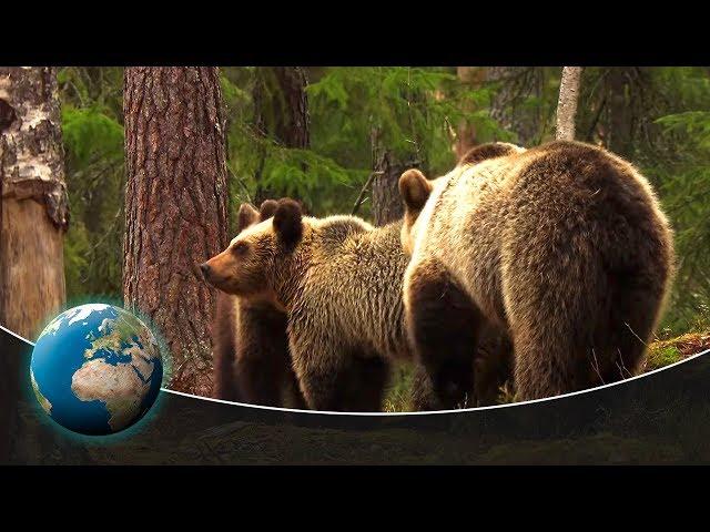 The Baltic forest and moorland | Full Documentary