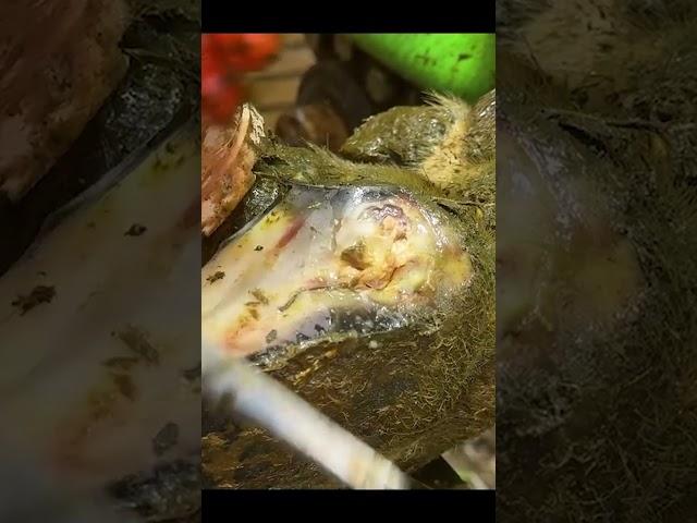 ROTTEN to the CORE!!!  #satisfying #weird #wow #animals #calming #gross