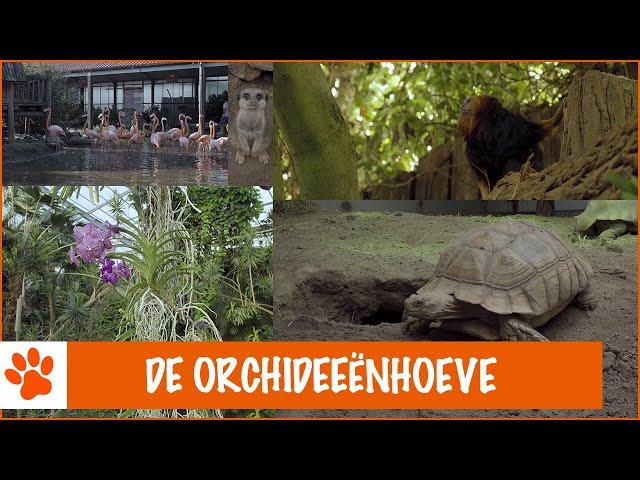 Floris op de Orchideeënhoeve! | DierenpraatTV