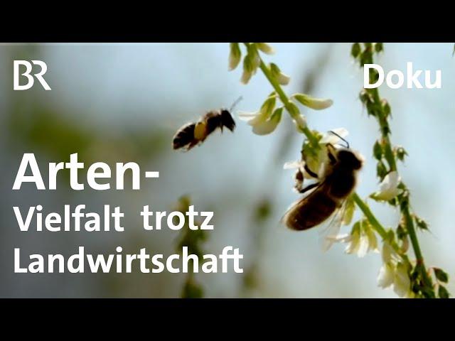 Artenvielfalt und Landwirtschaft: Umweltfreundliche Energiepflanzen | Gut zu wissen | BR