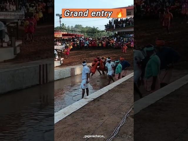  TEAM NANDALIKE  MULKI ARASU KAMBALA ️‍ SRIKANTH BHAT  GRAND ENTRY #KAMBALA#VIRALSHORTS#2024