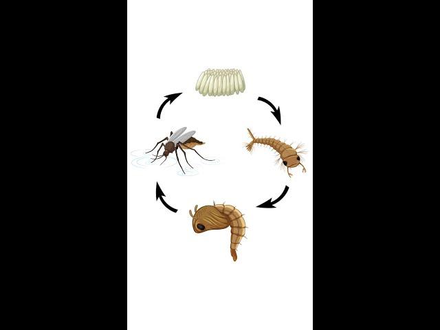 Mosquito Life Cycle | Life Cycle of Mosquito