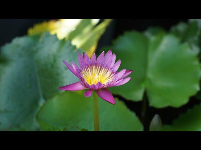 Healing on the 1st January Weekend of Year 2025 #malaysia #sonyalpha #a6000 #apsc #dslr #camera