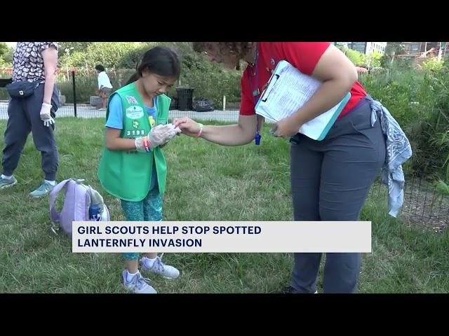 Girl Scouts stomp out spotted lanternflies in Williamsburg