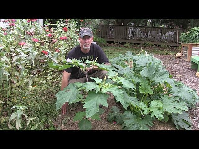 Datura: Moonflower, Devils Trumpet, Jimsonweed, Thornapple.