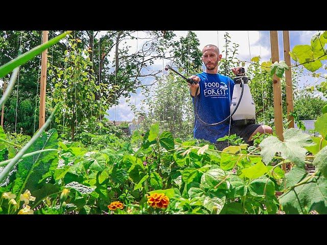 How to Control Pests in your Garden, 3 Organic Sprays I’m USING This Year