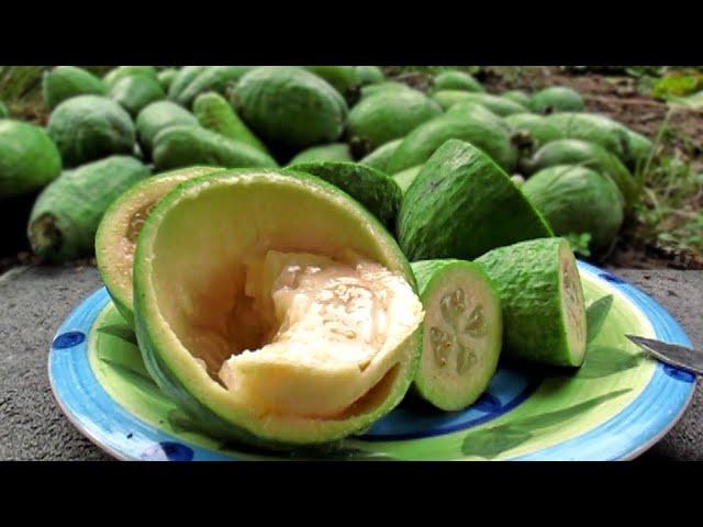 Feijoas - (Pineapple Guava) Plants & Fruit