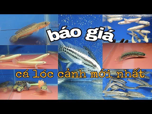 Báo Giá Cá Lóc Cảnh Mới Nhất 7/9/2023@CakiengVn