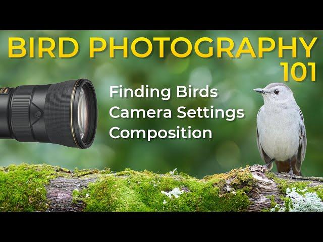 Bird Photography for Beginners