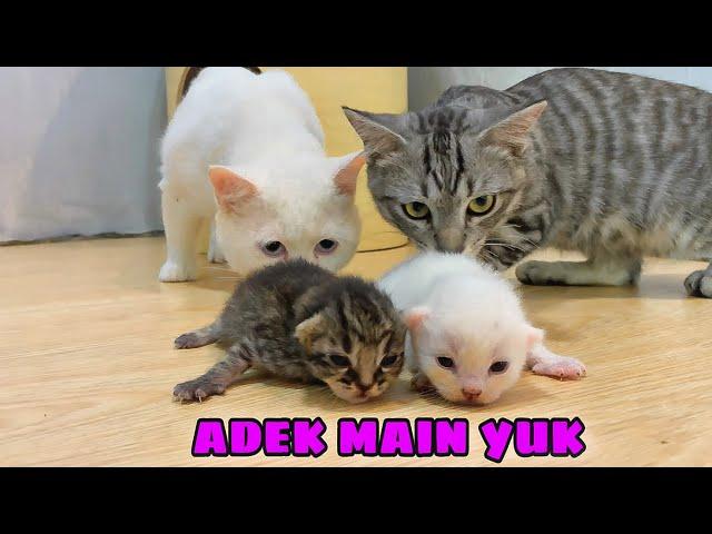 REAKSI BAYI KUCING UMUR 1 MINGGU BARU BUKA MATA KETEMU BAPAKNYA