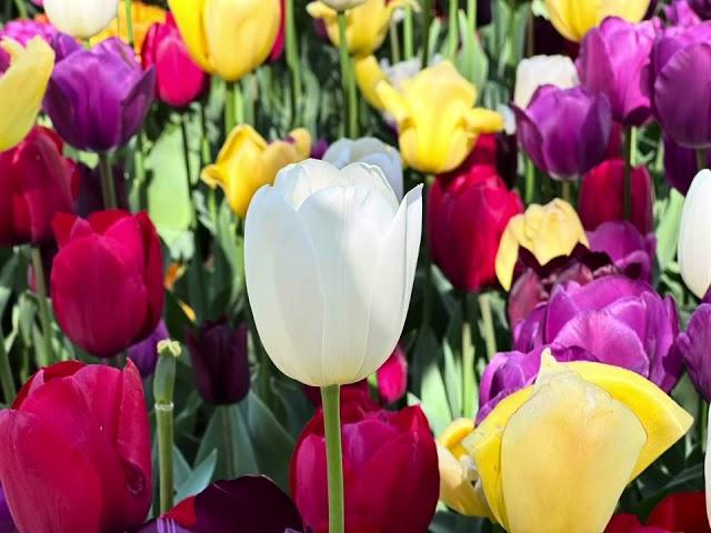 Tulip Amsterdam