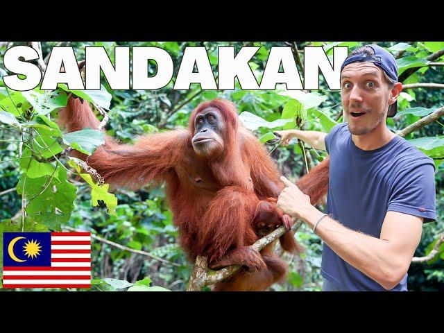 THIS IS WHY WE CAME TO BORNEO!  ORANGUTANS, RAINFOREST WALKS & MORE! : Sandakan, Sabah (Borneo)