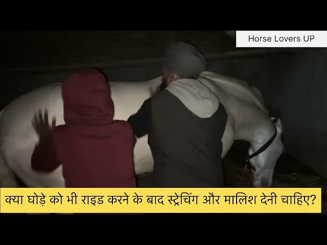 Massage after riding a horse. घुड़सवारी के बाद घोड़े की मालिश।