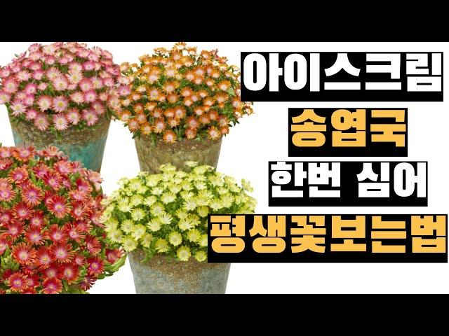 아이스크림 송엽국, 똥손도 집에서 평생 꽃보는 법