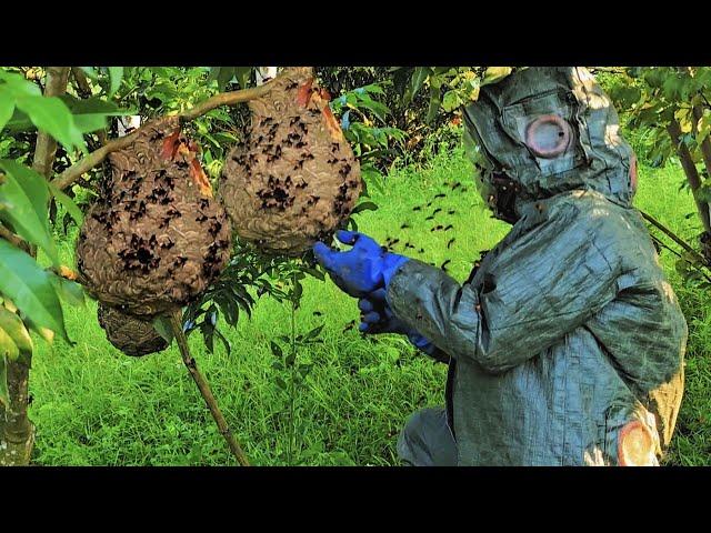 Face off against thousands of Asian hornets to harvest their larvae. A life-threatening job.