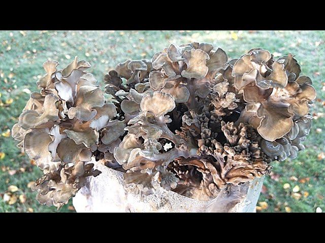 HOW TO GROW MAITAKE MUSHROOM ON PASTEURIZED FUEL PELLETS, Strain Selection and Tips for Fruiting