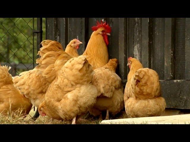 Raising Golden Boy Roosters | Farm Raised With P. Allen Smith