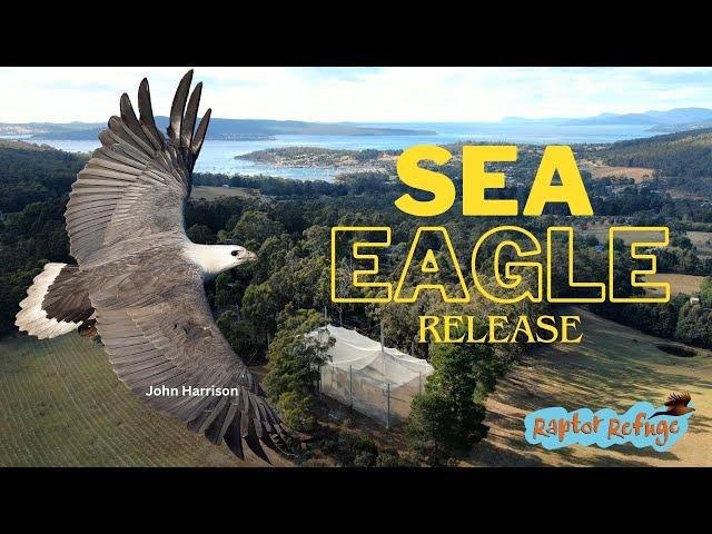 Sea-Eagle Returns to the Wild in Tasmania