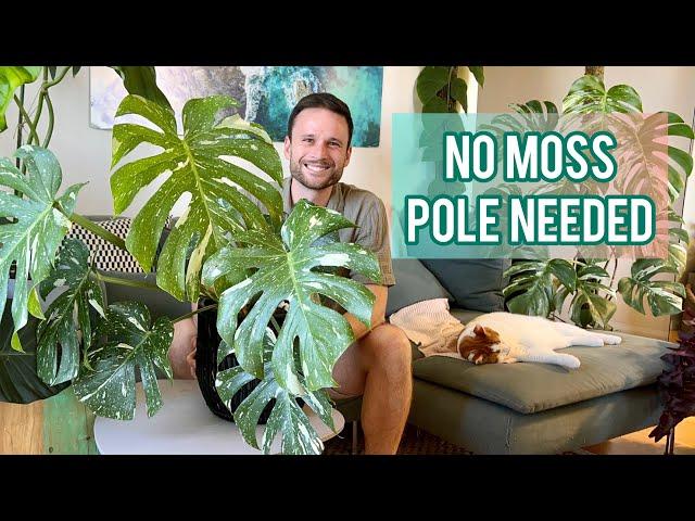 MONSTERA THAI CONSTELLATION - Plant Spotlight & Care Tips