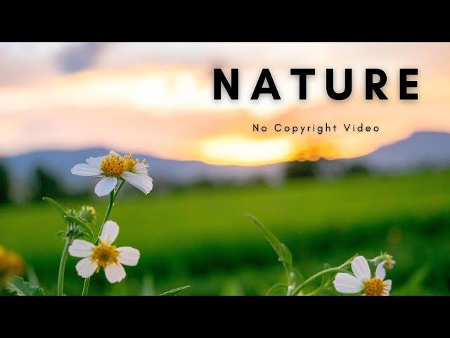 Beautiful Nature | Landscape | Background Video | No Copyright