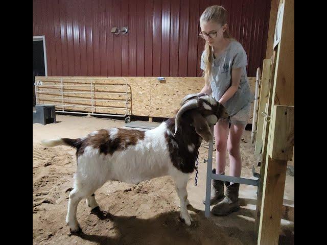 DIY Head Stand for Goats or Sheep