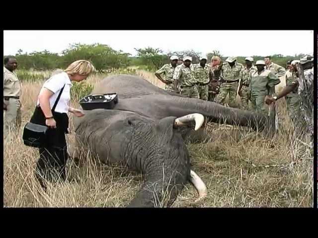 Elephant Capture - South Africa Travel Channel 24