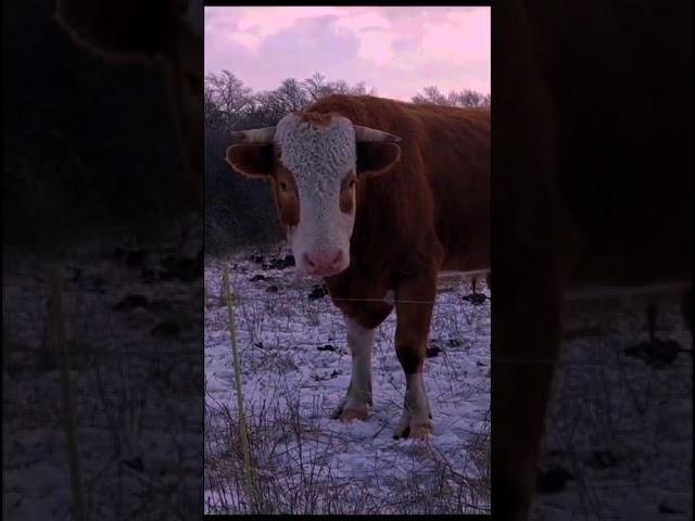 Бычара#молодой фермер #farmer