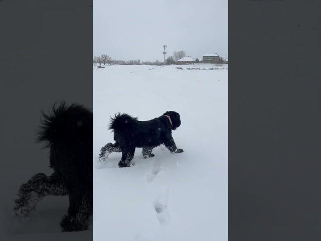 Чёрный терьер Лайра(black russian terrier)4 апреля 2023 ,Юта