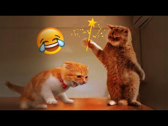New Funny Cats and Dogs Videos ️ Funny Videos Compilation 