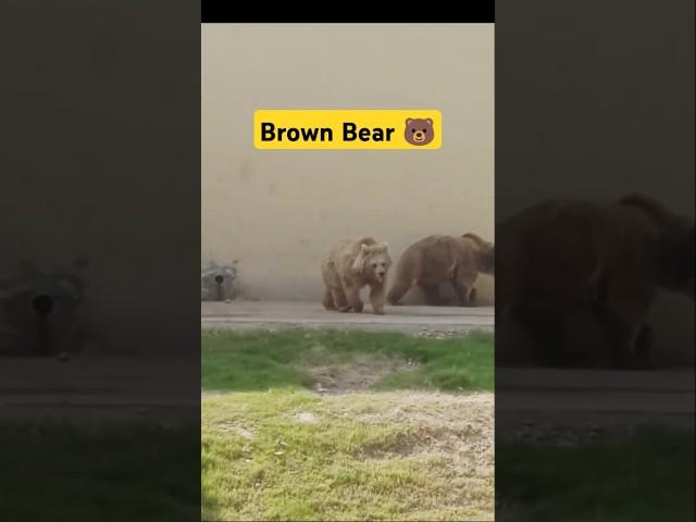 Brown Bears walking in Zoo l Lahore Zoo New Animals l #shorts #bear #animalshorts