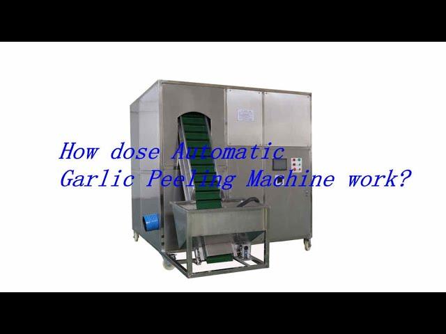 Automatic garlic peeling machine from Henan Vic Machinery|Garlic peeling machine