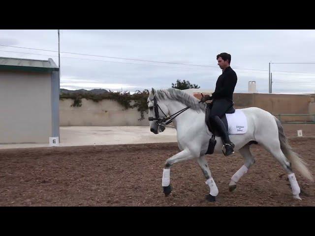 11 Years old Lusitano  GP