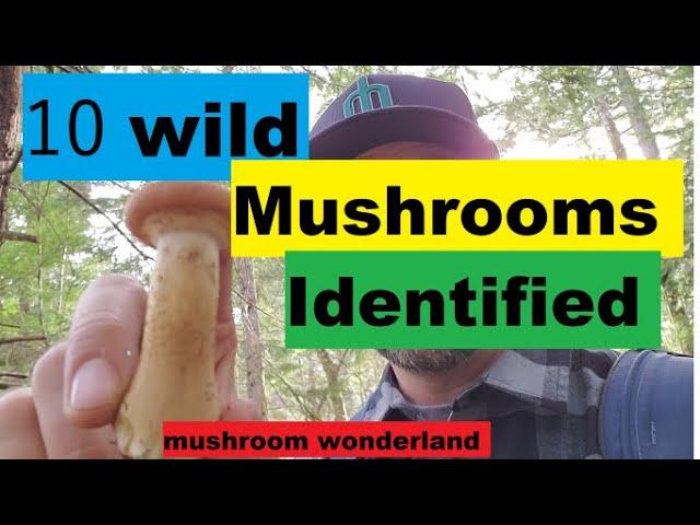 10 Wild Mushrooms in the PNW Identified