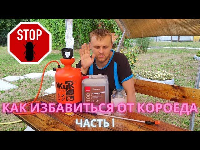 Как избавиться от жука короеда, шашеля, древоточца. STOP Жук.  Часть 1.