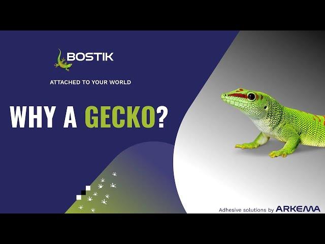 Why the gecko? | Meet us | Bostik