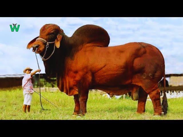 15 Curious Facts You Didn't Know About Bulls!