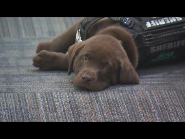 Otis and Bear joined the K9 force in the Arapahoe County Sheriff's Office